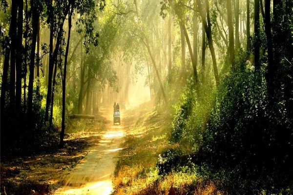 Corbett Jungle Safari